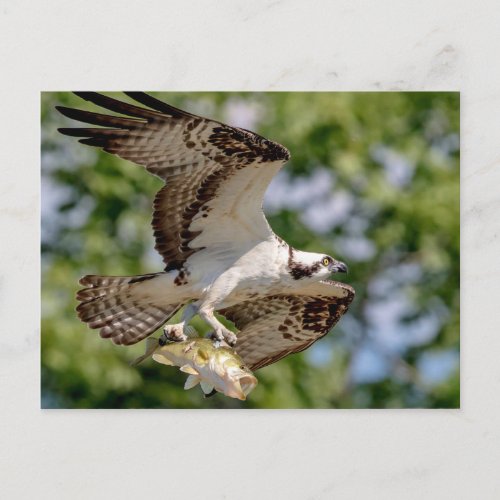Osprey with a large mouth bass postcard
