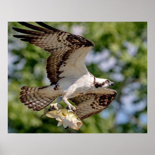 Osprey with a large mouth bass poster