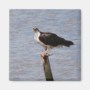 Osprey with Fish magnet