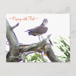 Osprey with fish Postcard