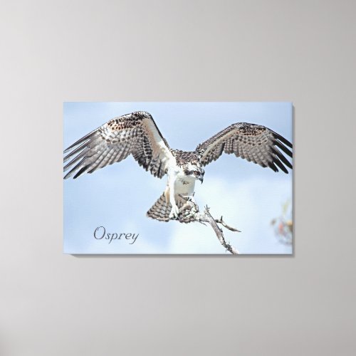 Osprey Wrapped Canvas