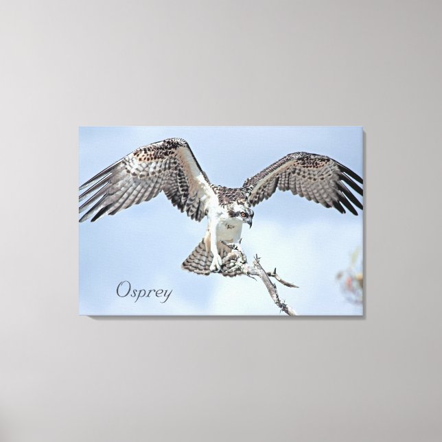 Osprey Wrapped Canvas Print (Front)