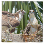 Ospreys Hawks Birds In Their Nest Tile at Zazzle