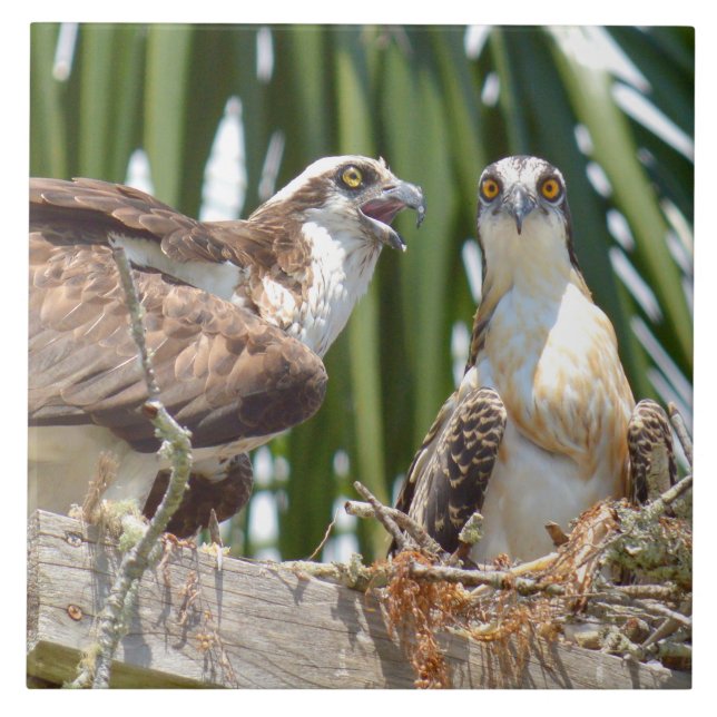 Ospreys Hawks Birds in their nest Tile (Front)