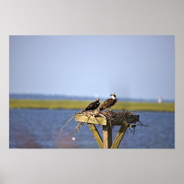 Ospreys in Nest Photo  Poster (Front)