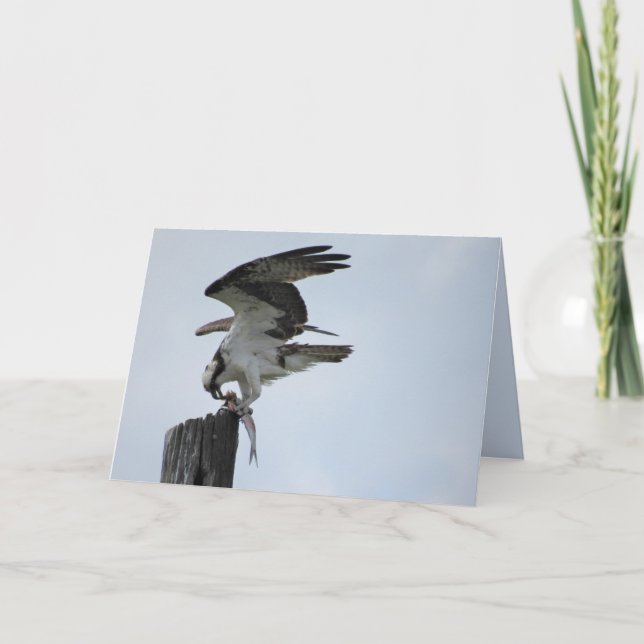 Osprey's Lunch - Raptor Bird - Folded Card (Front)