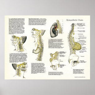 Osteopathic Sympathetic Chain Nerve Poster