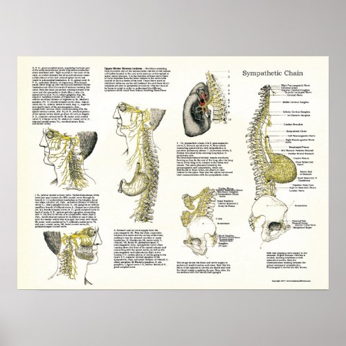 Osteopathic Sympathetic Chain Nerve Poster