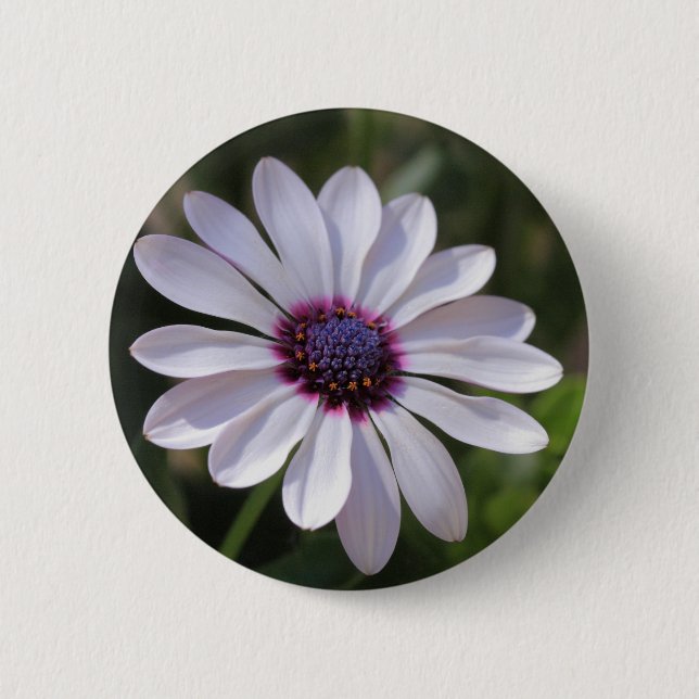 Osteospermum African Daisy Button (Front)