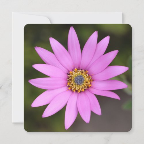 Osteospermum Greetings Card