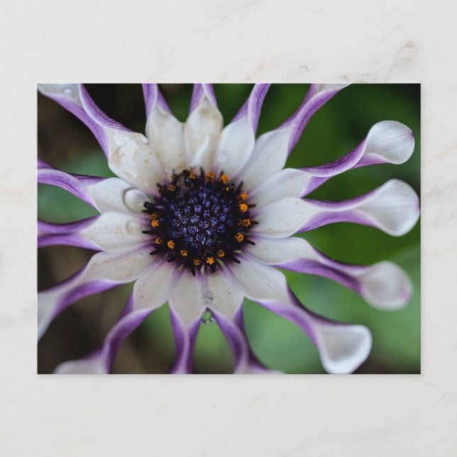 Osteospermum Nasinga White Postcard (Front)