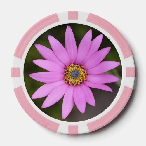 Osteospermum Poker Chip