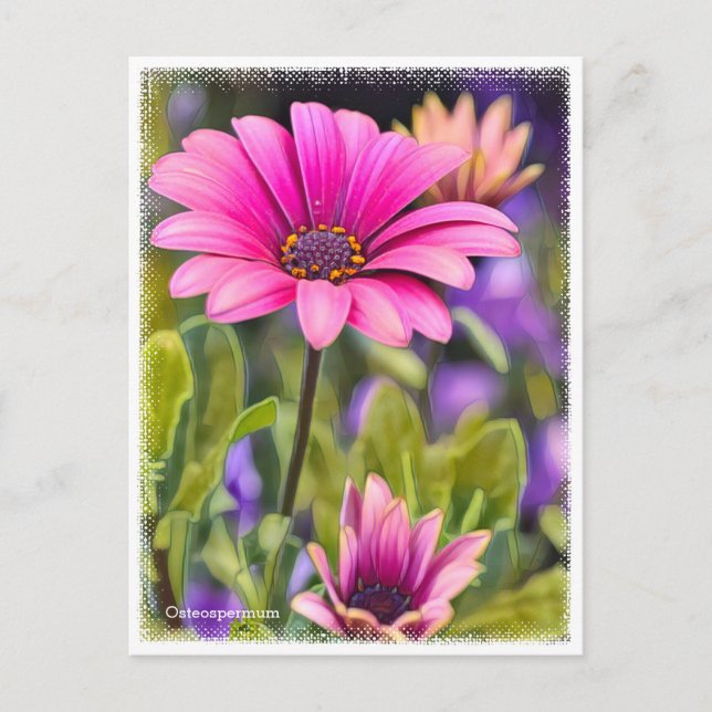 Osteospermum Postcard (Front)