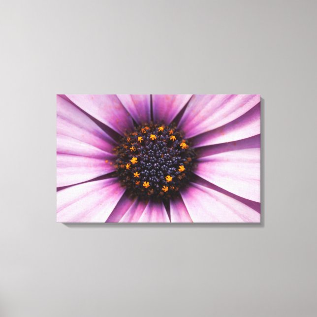 Osteospermum Purple Flower Stretched Canvas Print (Front)