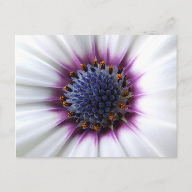 Osteospurmum Postcard (Front)