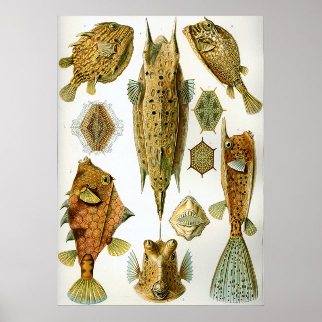 Ostraciontes Poster (Front)