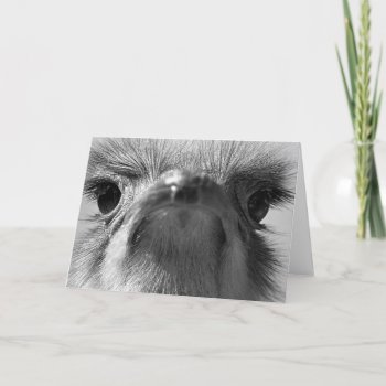 Ostrich #1-greeting Card by rgkphoto at Zazzle