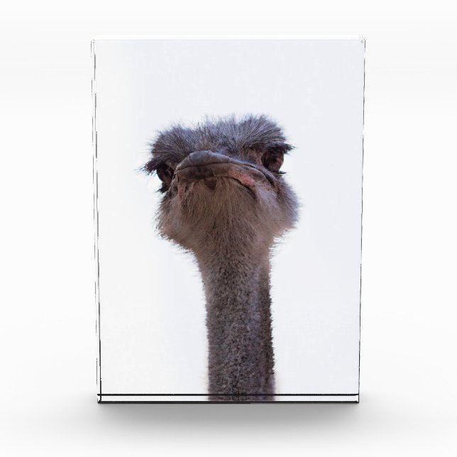 ostrich acrylic award (Front)