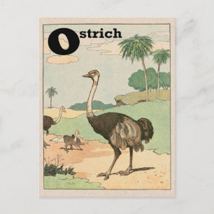 Ostrich Alphabet Letter Postcard