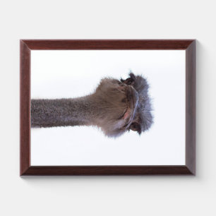 ostrich award plaque