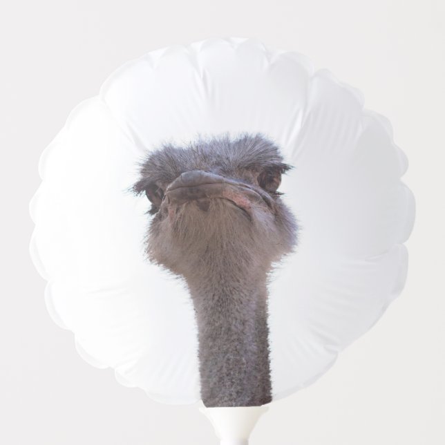 ostrich balloon (Front)