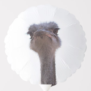 ostrich balloon