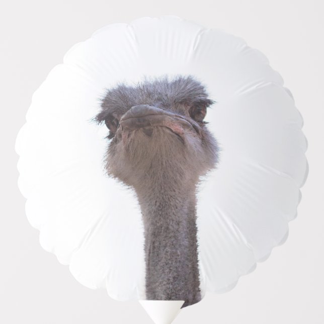 ostrich balloon (Front)