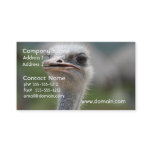 Ostrich Bird Business Card