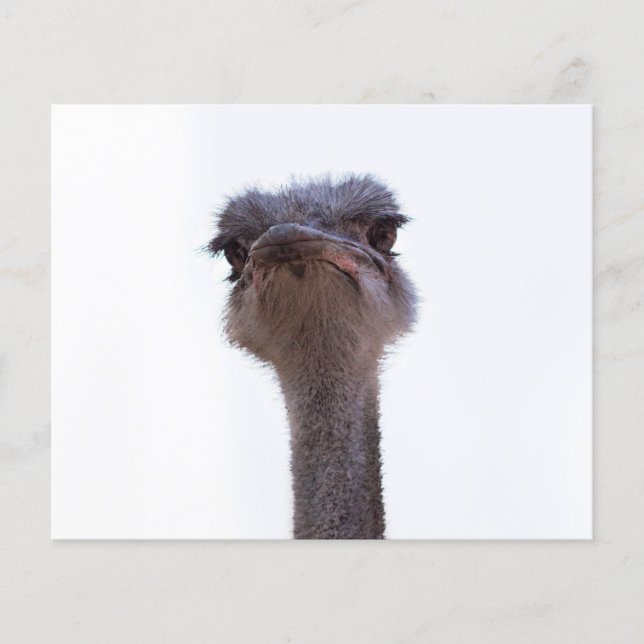 Ostrich Bird Flyer (Front)