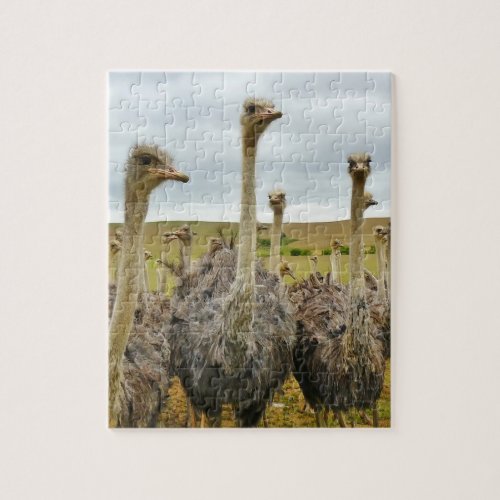 Ostrich Bird Jigsaw Puzzle