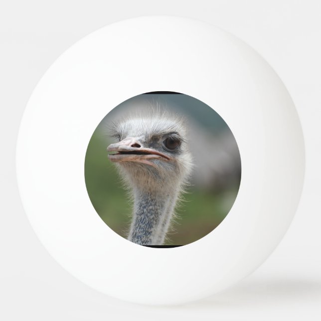 Ostrich Bird Ping-Pong Ball (Front)