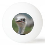 Ostrich Bird Ping-Pong Ball