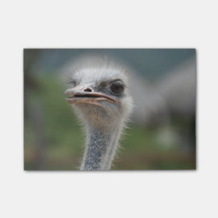 Ostrich Bird Post-it Notes