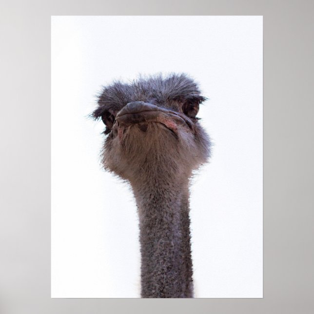 Ostrich Bird Poster (Front)