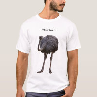 Ostrich bird