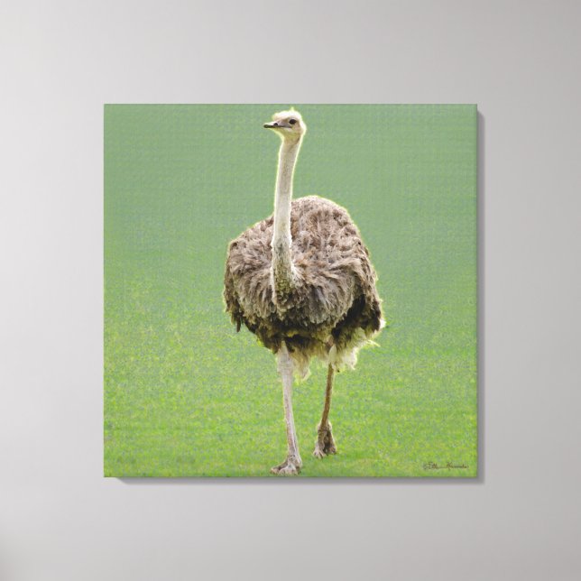 Ostrich Canvas Print (Front)