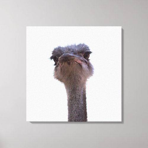 ostrich canvas print