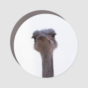 ostrich car magnet