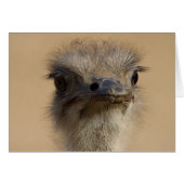 Ostrich Card (Front Horizontal)