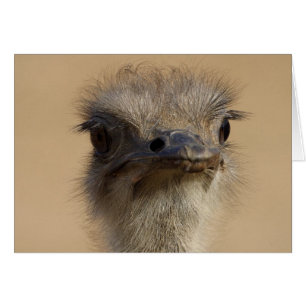 Ostrich Card