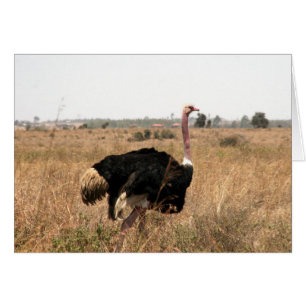 ostrich cards