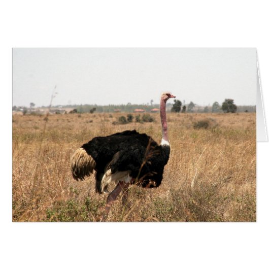 ostrich cards (Front Horizontal)