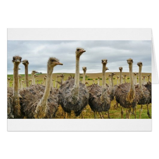 ostrich cards (Front Horizontal)