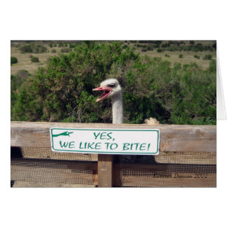 Ostrich Cards