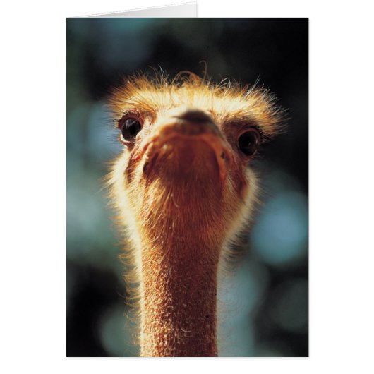 Ostrich Cards (Front)