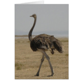 Ostrich Cards