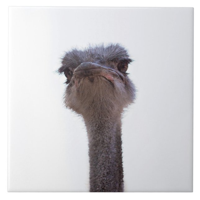 ostrich ceramic tile (Front)
