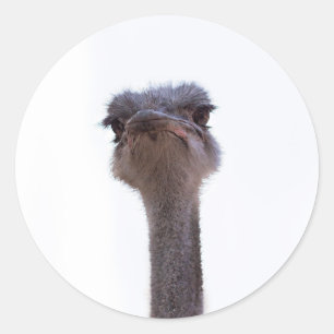 ostrich classic round sticker