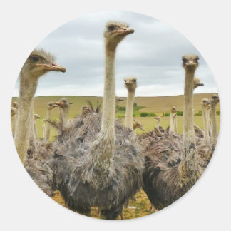 ostrich classic round sticker