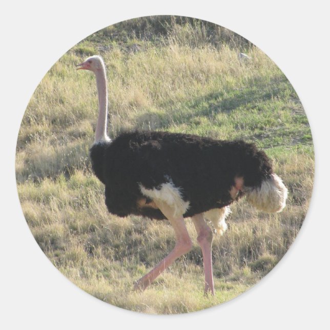 Ostrich Classic Round Sticker (Front)
